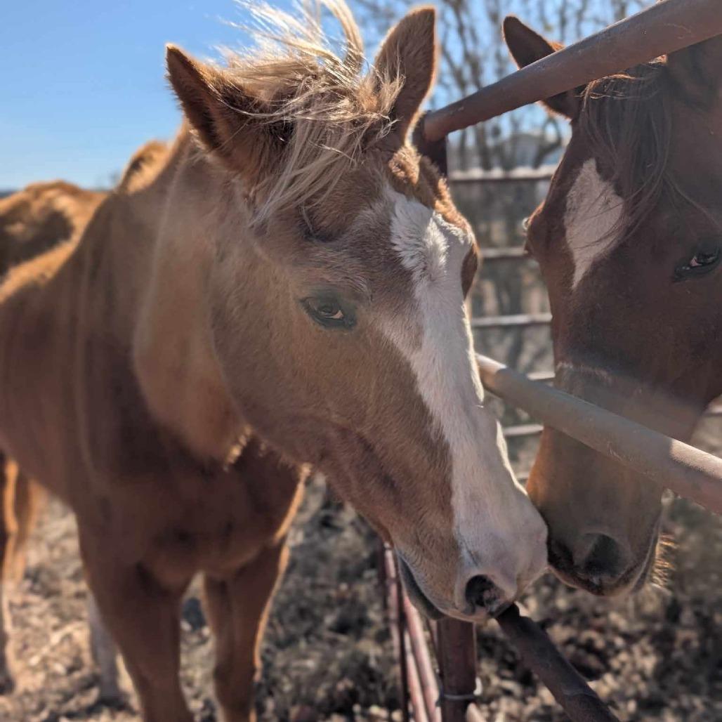 Enlarge Quinn, a Adoptable Palomino in Fredericksburg, TX image 5/6