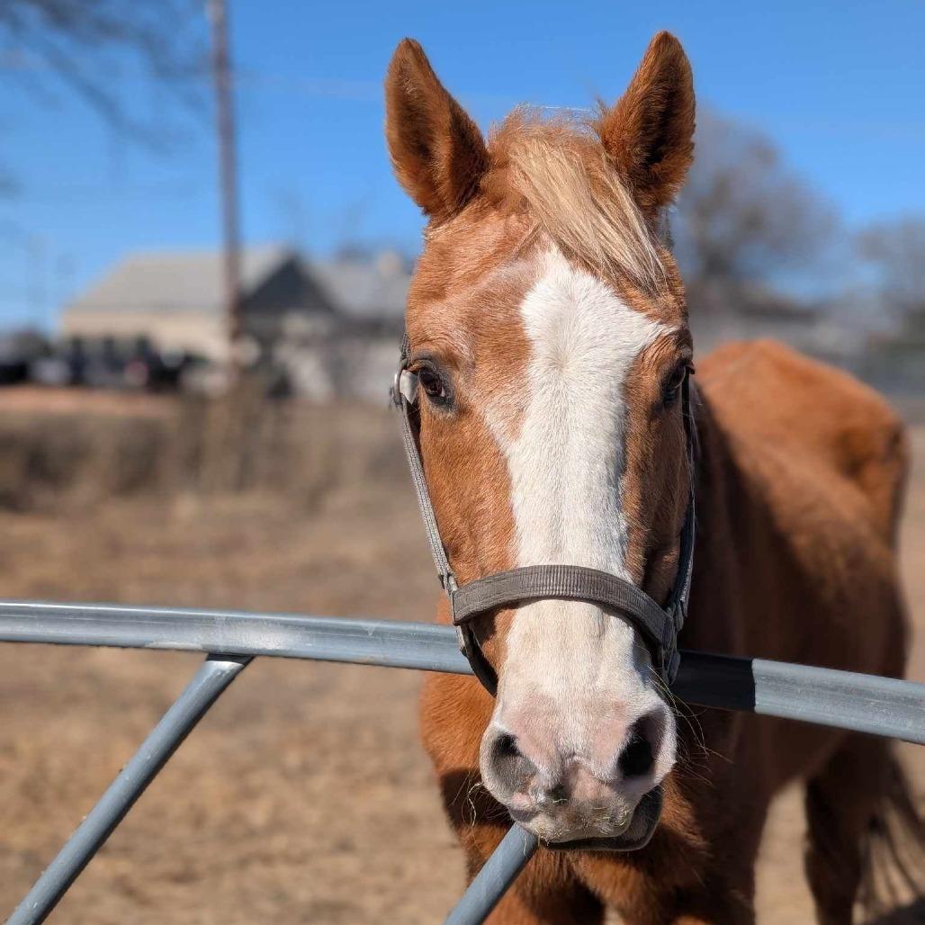 Enlarge Quinn, a Adoptable Palomino in Fredericksburg, TX image 6/6