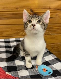 Gold (and Silver) bonded pair of brothers