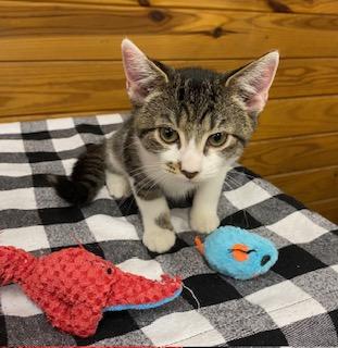 Gold (and Silver) bonded pair of brothers