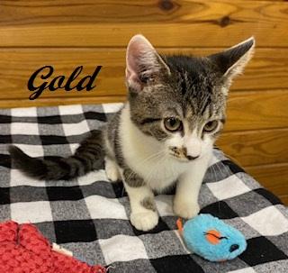 Gold (and Silver) bonded pair of brothers