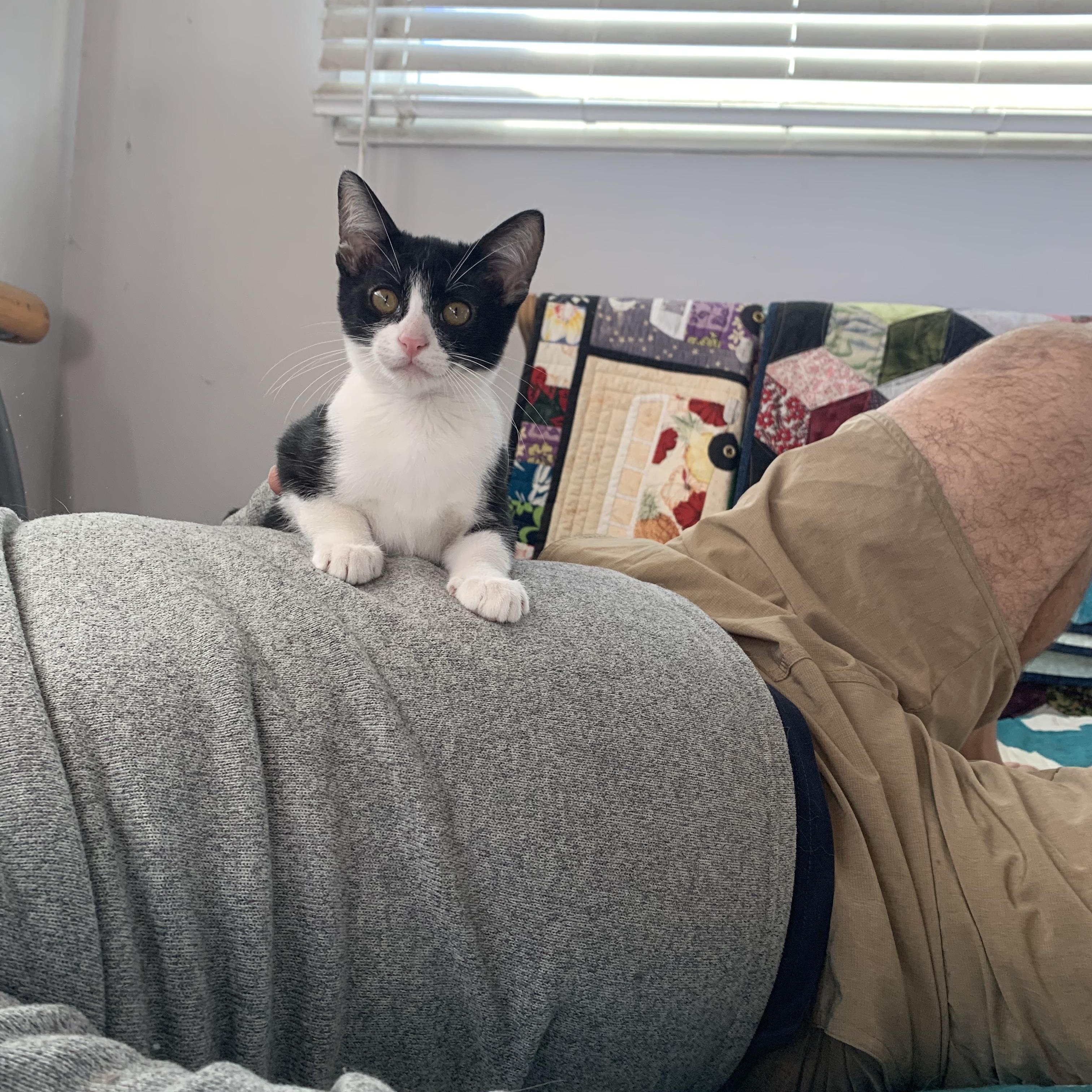 Enlarge Catrick - I love dogs!, a Adoptable Domestic Short Hair in Fountain Valley, CA image 4/5