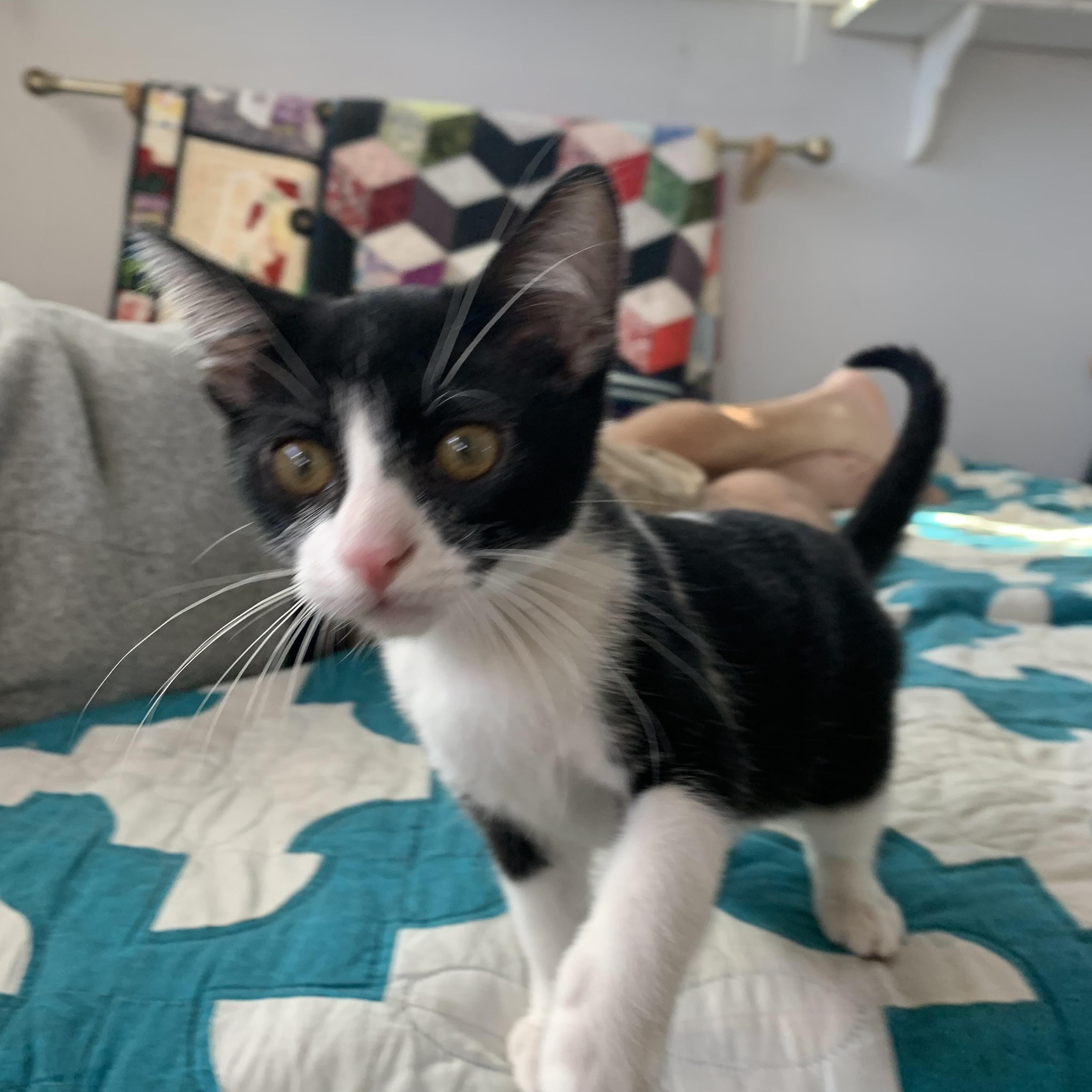 Enlarge Catrick - I love dogs!, a Adoptable Domestic Short Hair in Fountain Valley, CA image 3/5