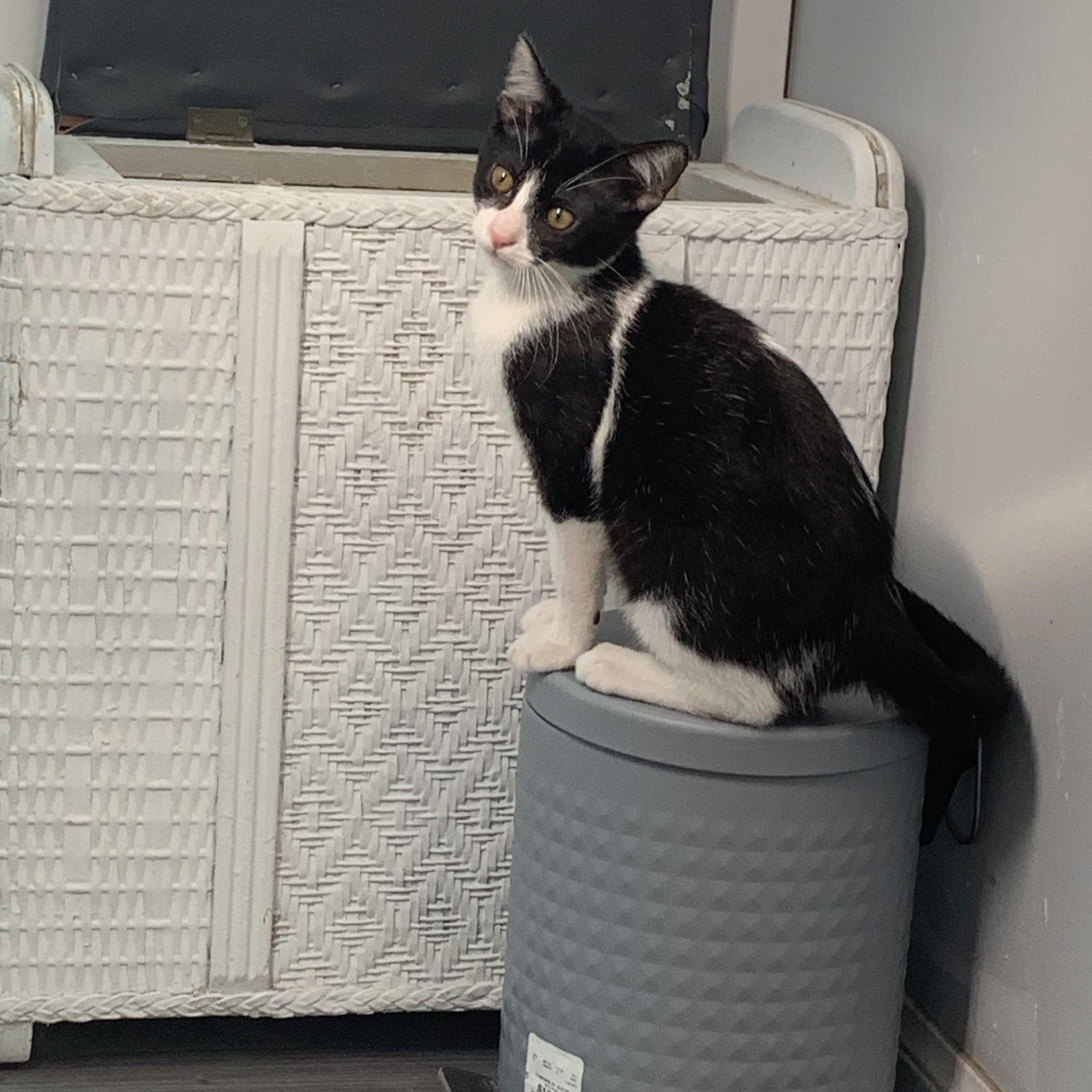 Enlarge Catrick - I love dogs!, a Adoptable Domestic Short Hair in Fountain Valley, CA image 2/5