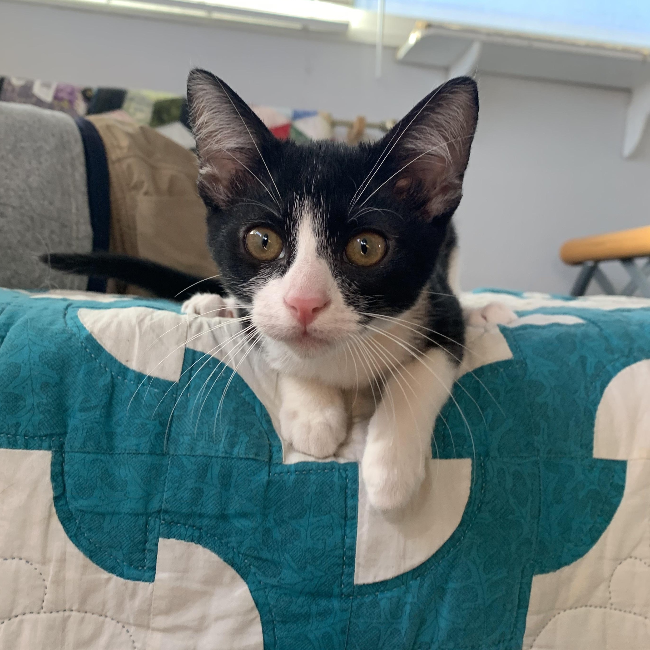 Enlarge Catrick - I love dogs!, a Adoptable Domestic Short Hair in Fountain Valley, CA image 1/5