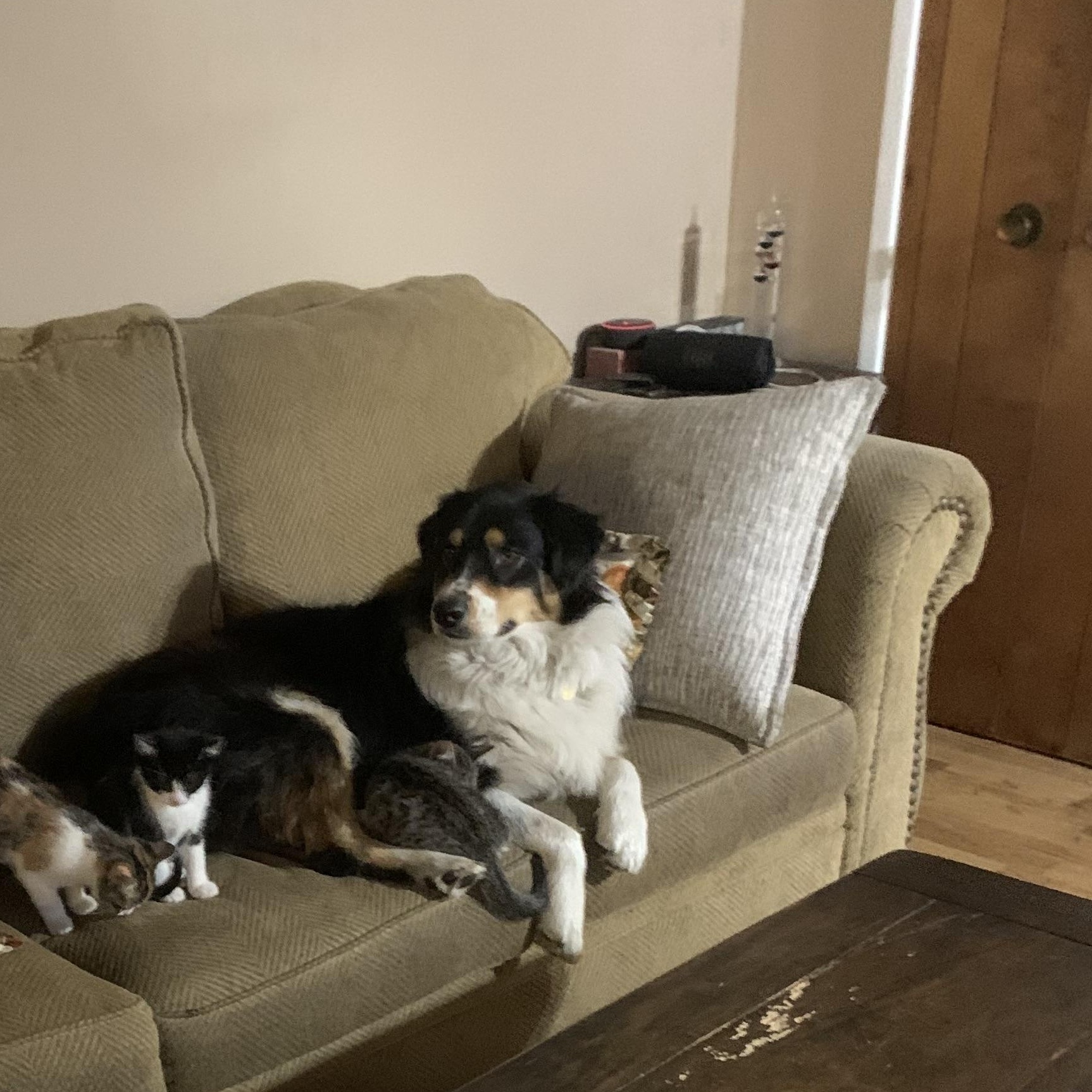 Enlarge Catrick - I love dogs!, a Adoptable Domestic Short Hair in Fountain Valley, CA image 5/5