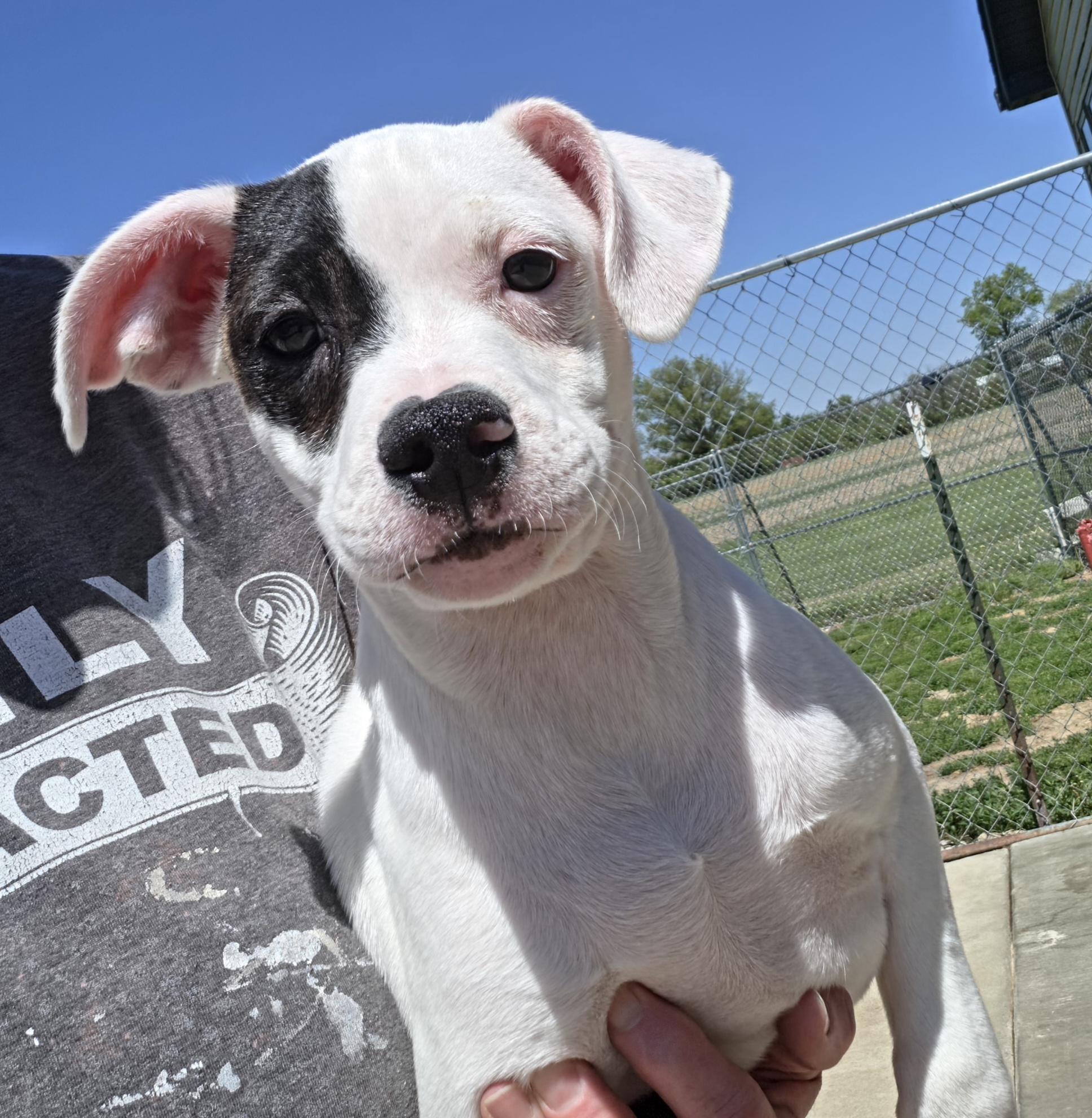 Enlarge Drake, a ADOPTABLE mixed breed in Terre Haute, IN image 1/4