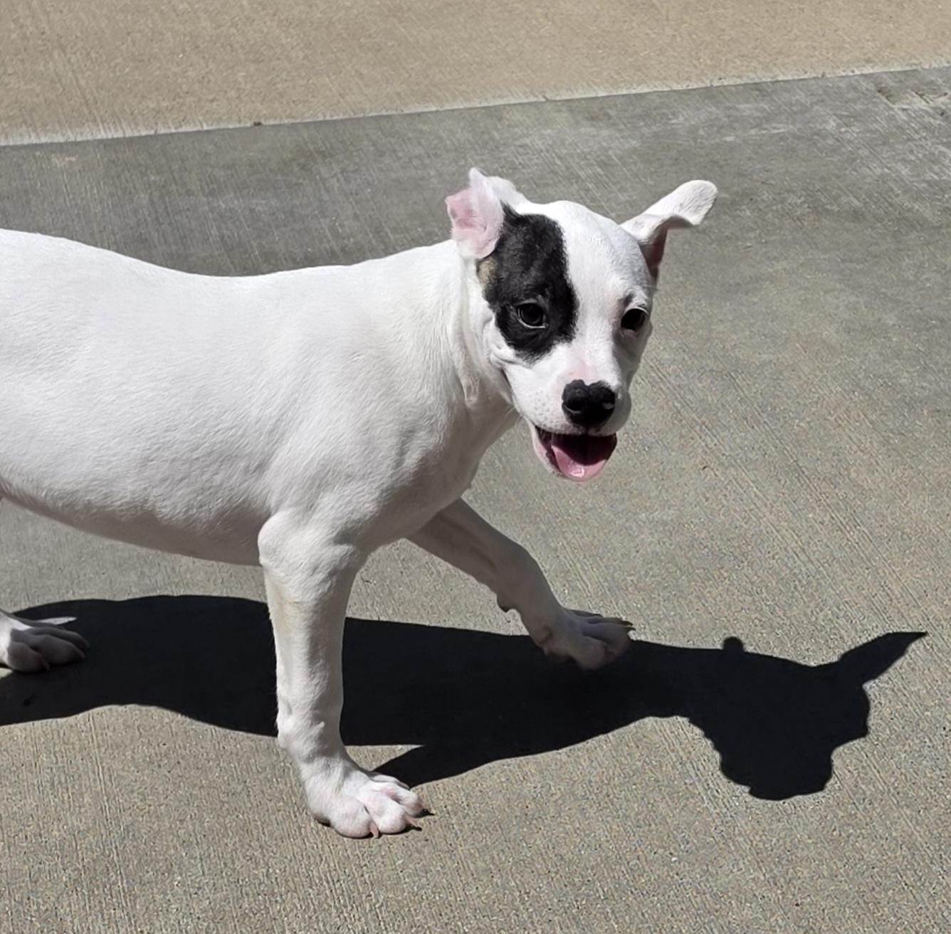 Enlarge Drake, a ADOPTABLE mixed breed in Terre Haute, IN image 3/4