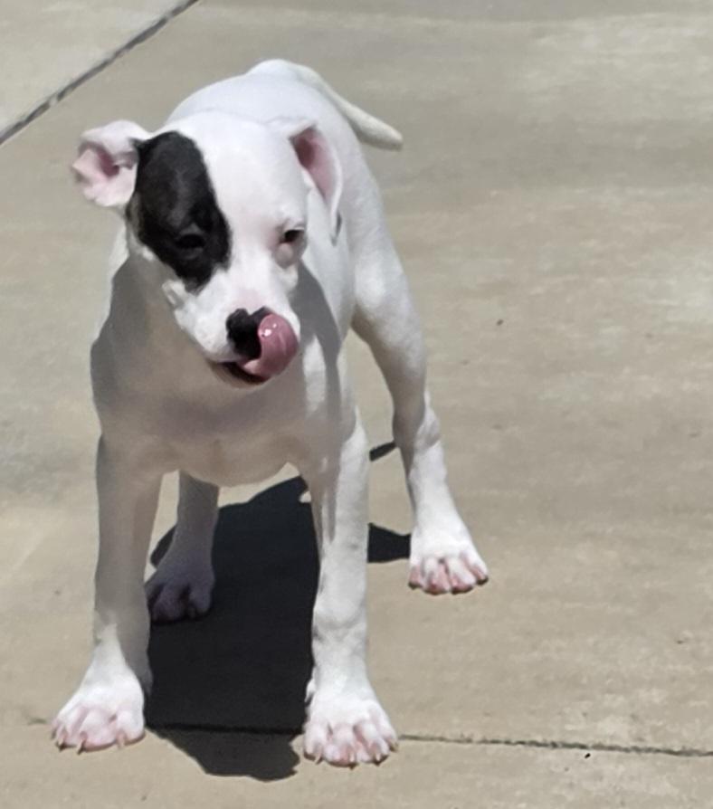 Enlarge Drake, a ADOPTABLE mixed breed in Terre Haute, IN image 4/4