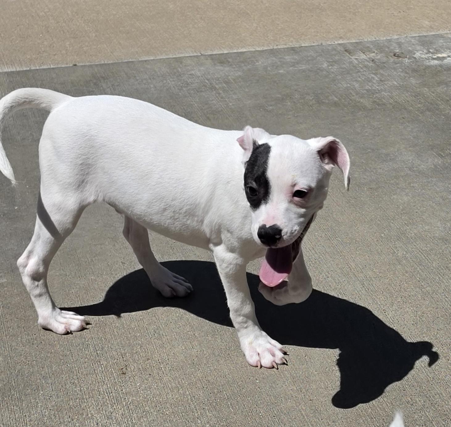Enlarge Drake, a ADOPTABLE mixed breed in Terre Haute, IN image 2/4