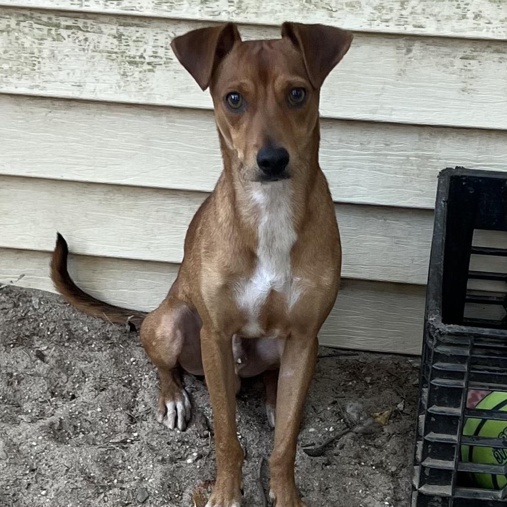 AAD New Arrival!  Felipe - 26160, Adoptable, Young Male Chihuahua.