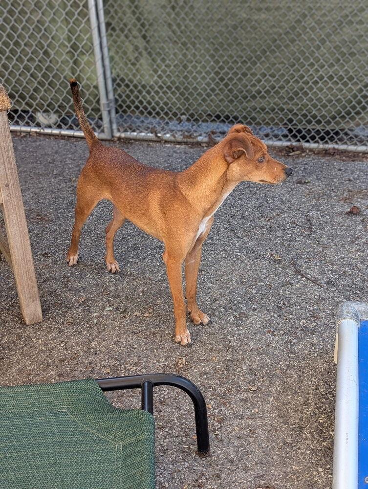 Enlarge AAD New Arrival!  Felipe - 26160, a Adoptable Chihuahua in Armonk, NY image 2/3