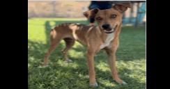 Enlarge AAD New Arrival!  Felipe - 26160, a Adoptable Chihuahua in Armonk, NY image 3/3