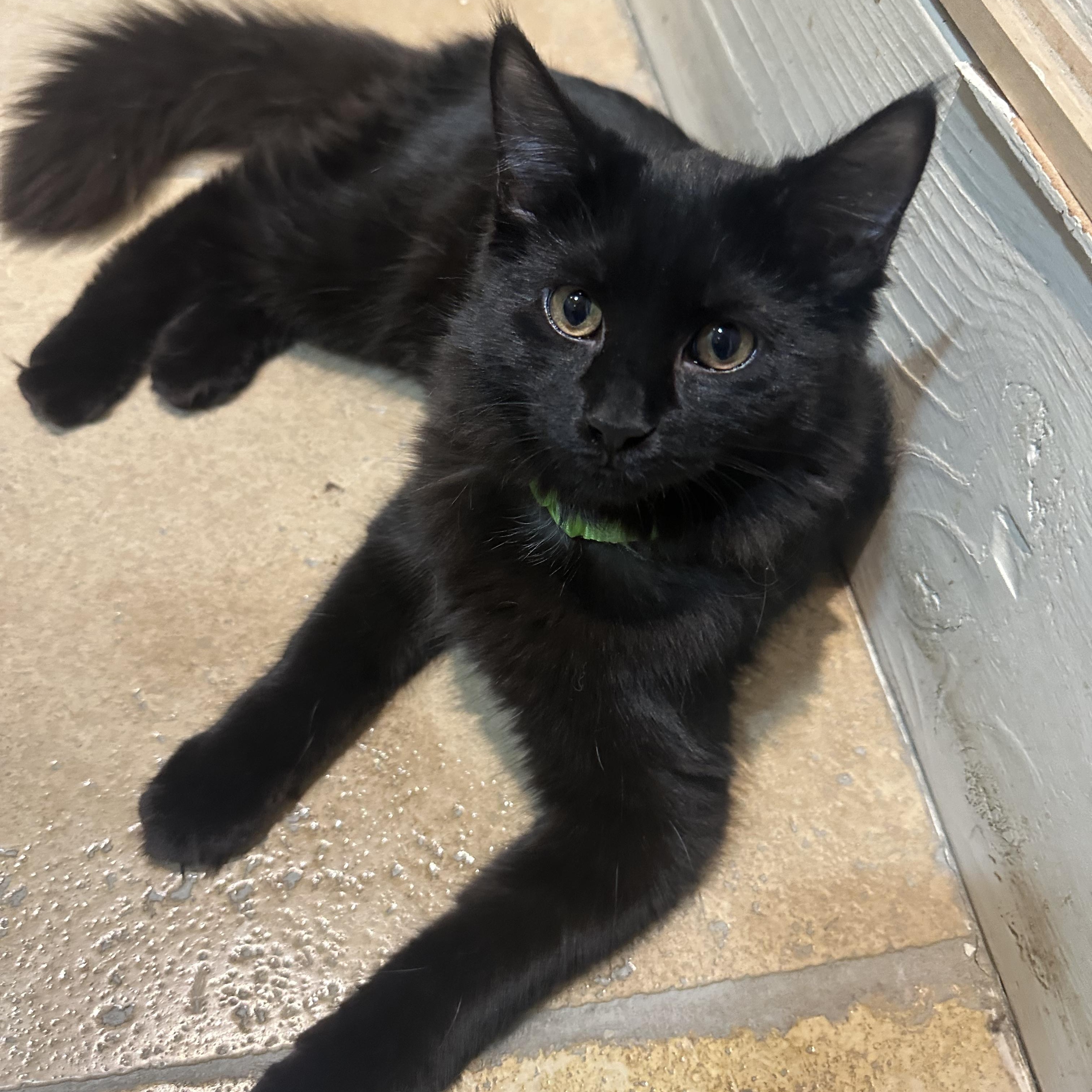 Enlarge Cosmo, a Adoptable Domestic Short Hair in East Brunswick, NJ image 1/5