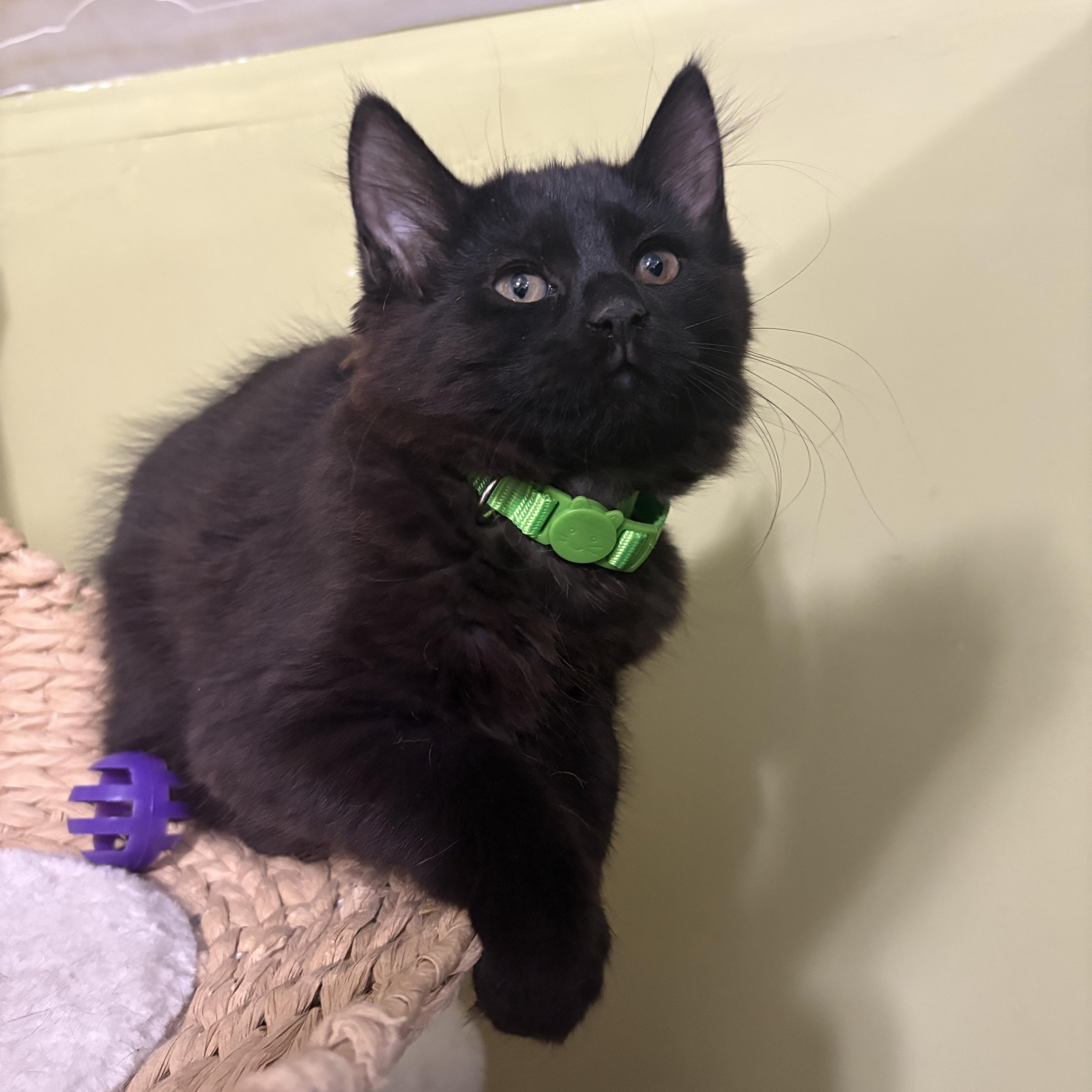 Cosmo, a Adoptable Domestic Short Hair in East Brunswick, NJ image 3/4