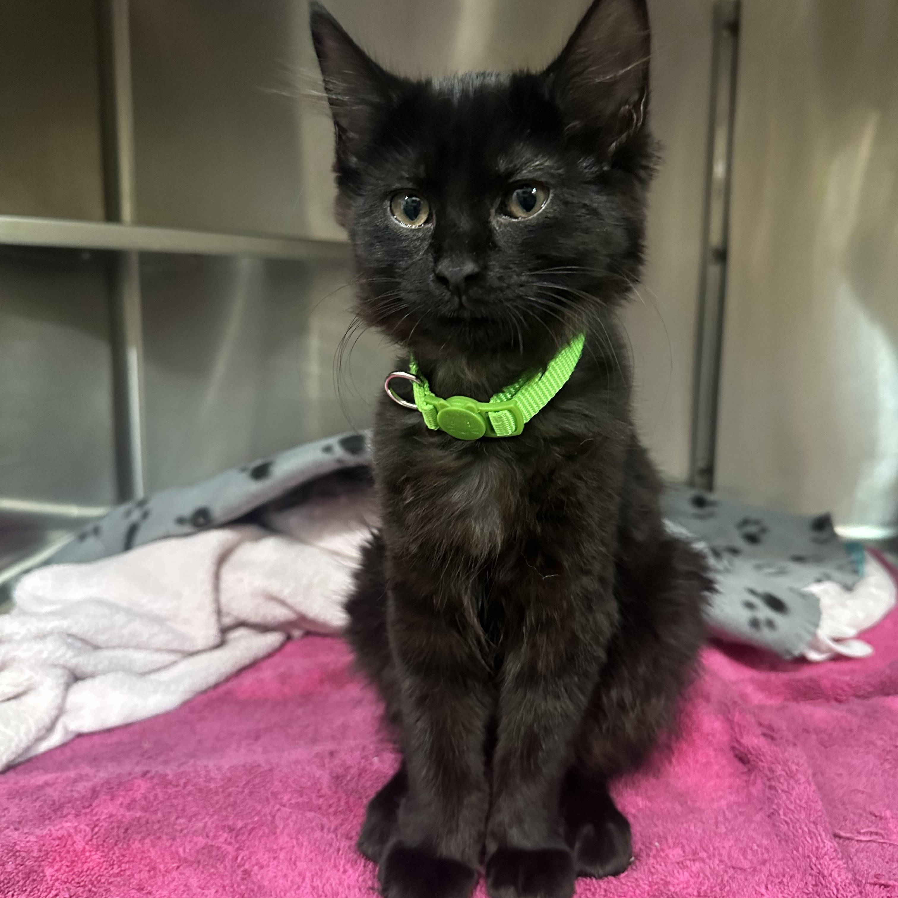 Cosmo, a Adoptable Domestic Short Hair in East Brunswick, NJ image 4/4