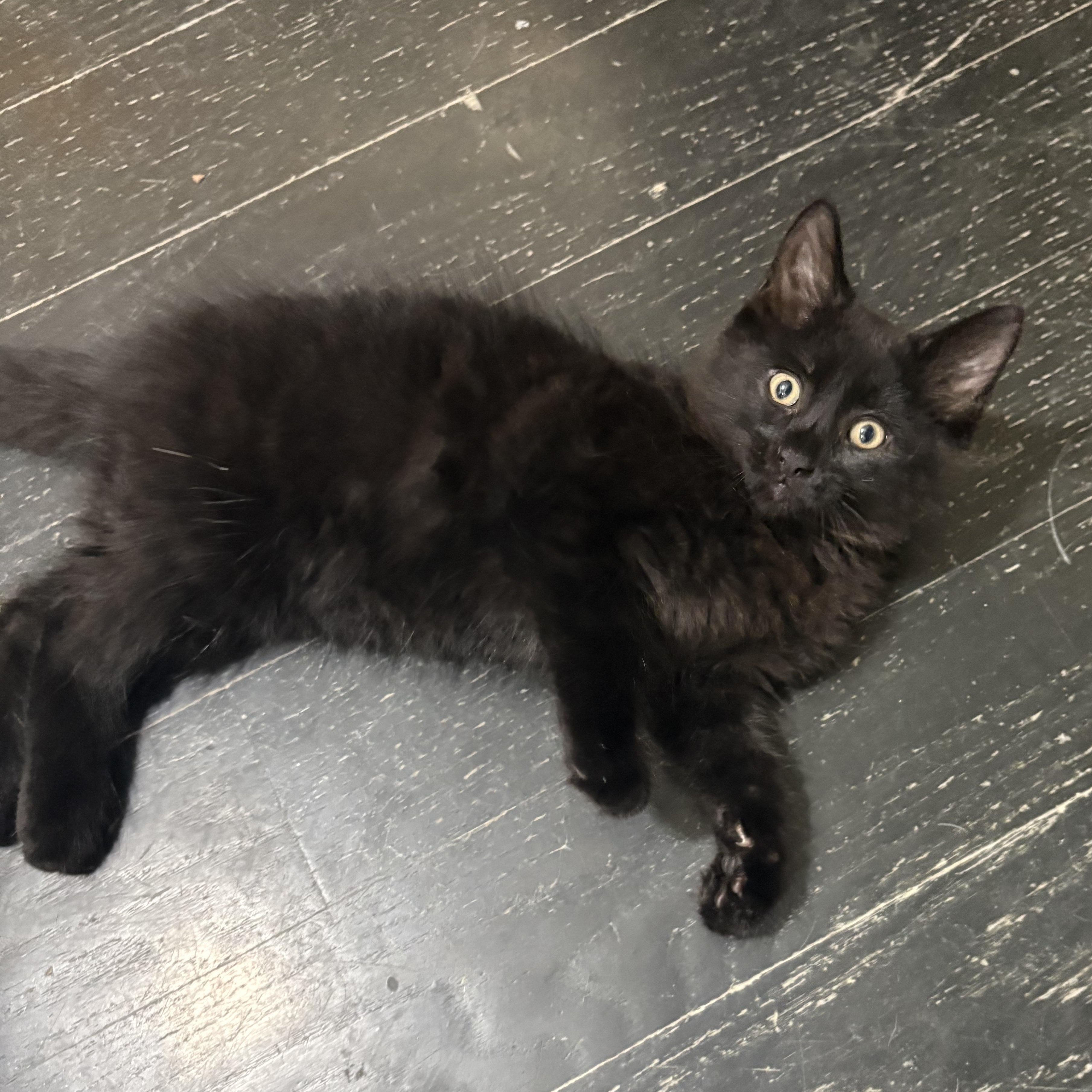 Cosmo, Adoptable, Kitten Female Domestic Short Hair.