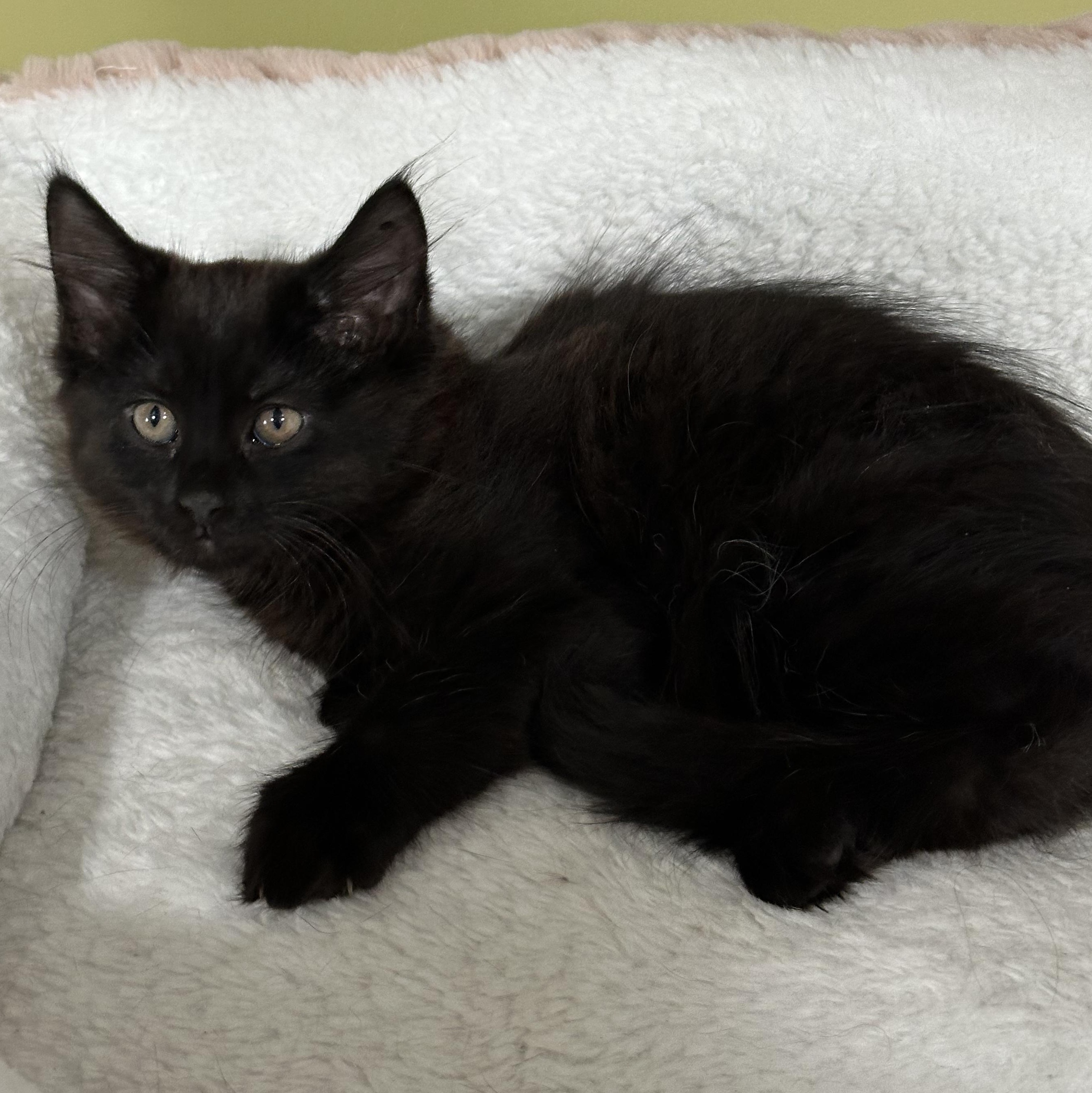 Cosmo, a Adoptable Domestic Short Hair in East Brunswick, NJ image 2/4