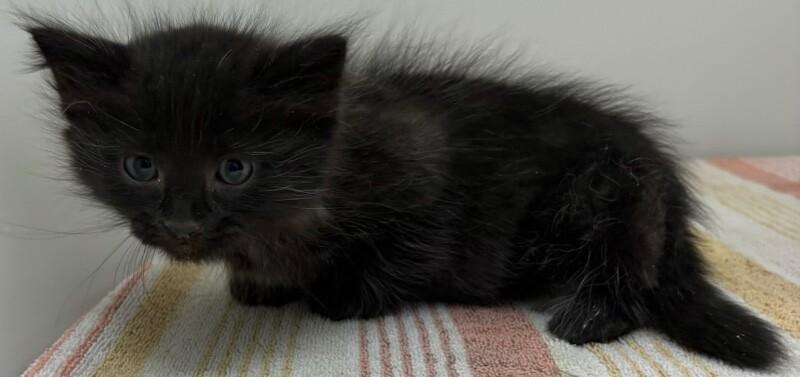 Enlarge Runts, a Adoptable Domestic Long Hair in Katy, TX image 1/1