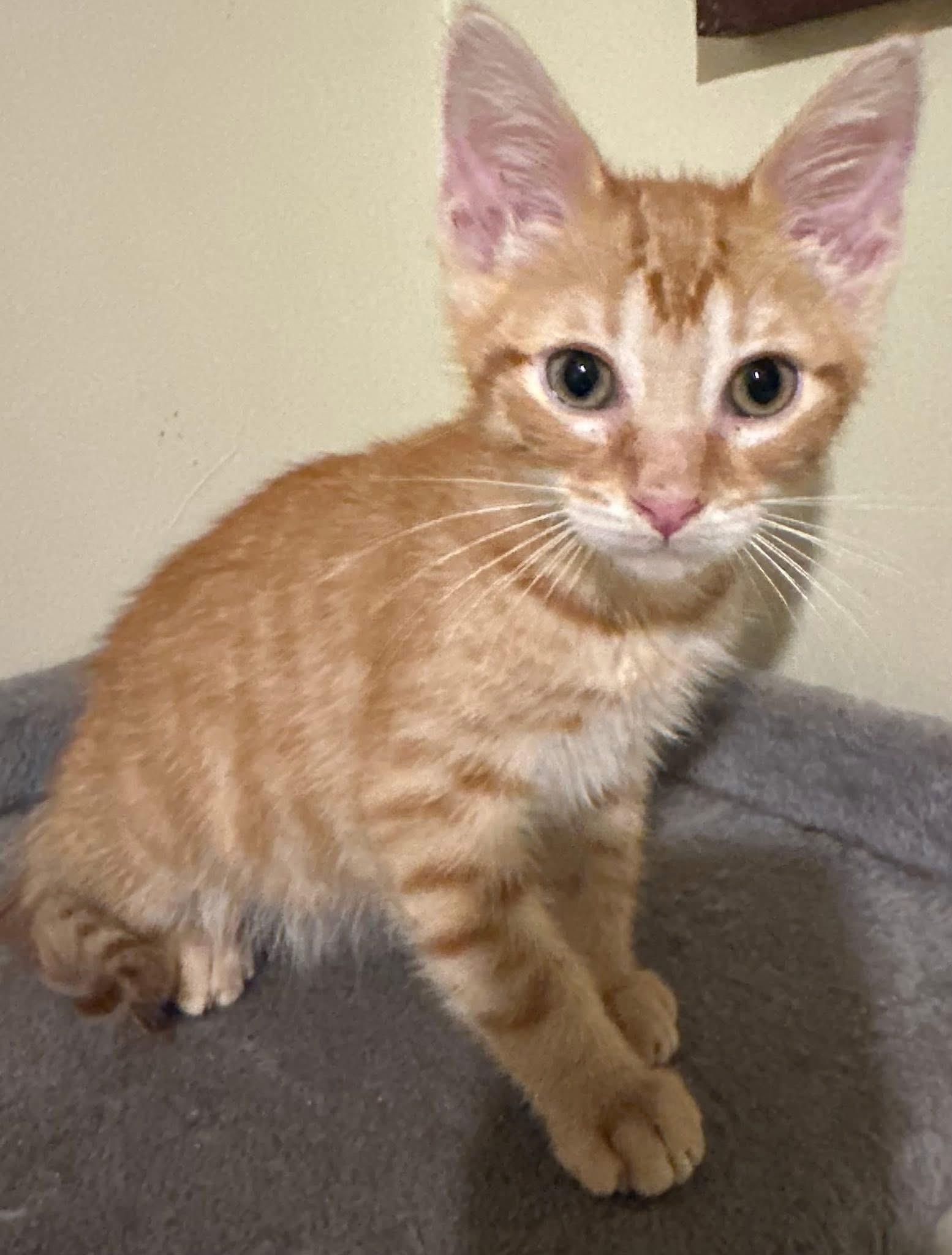 Cyperus, an adopted Domestic Short Hair in Battle Creek, MI image 1/2