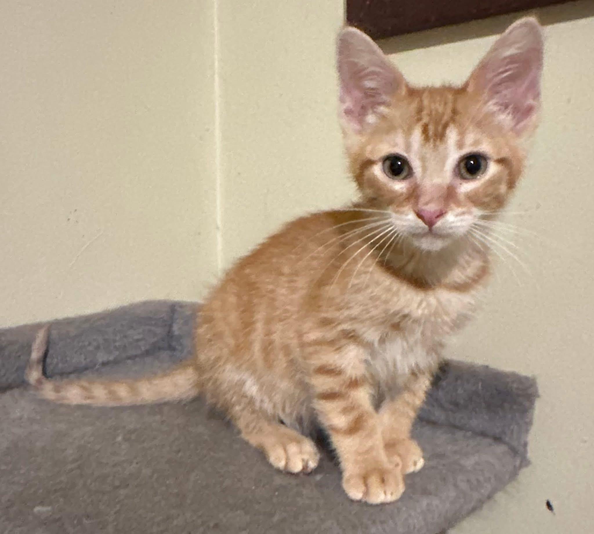 Cyperus, an adopted Domestic Short Hair in Battle Creek, MI image 2/2