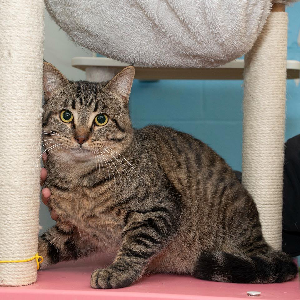 Enlarge Jerry, a Adoptable Domestic Short Hair in Troy, OH image 1/2