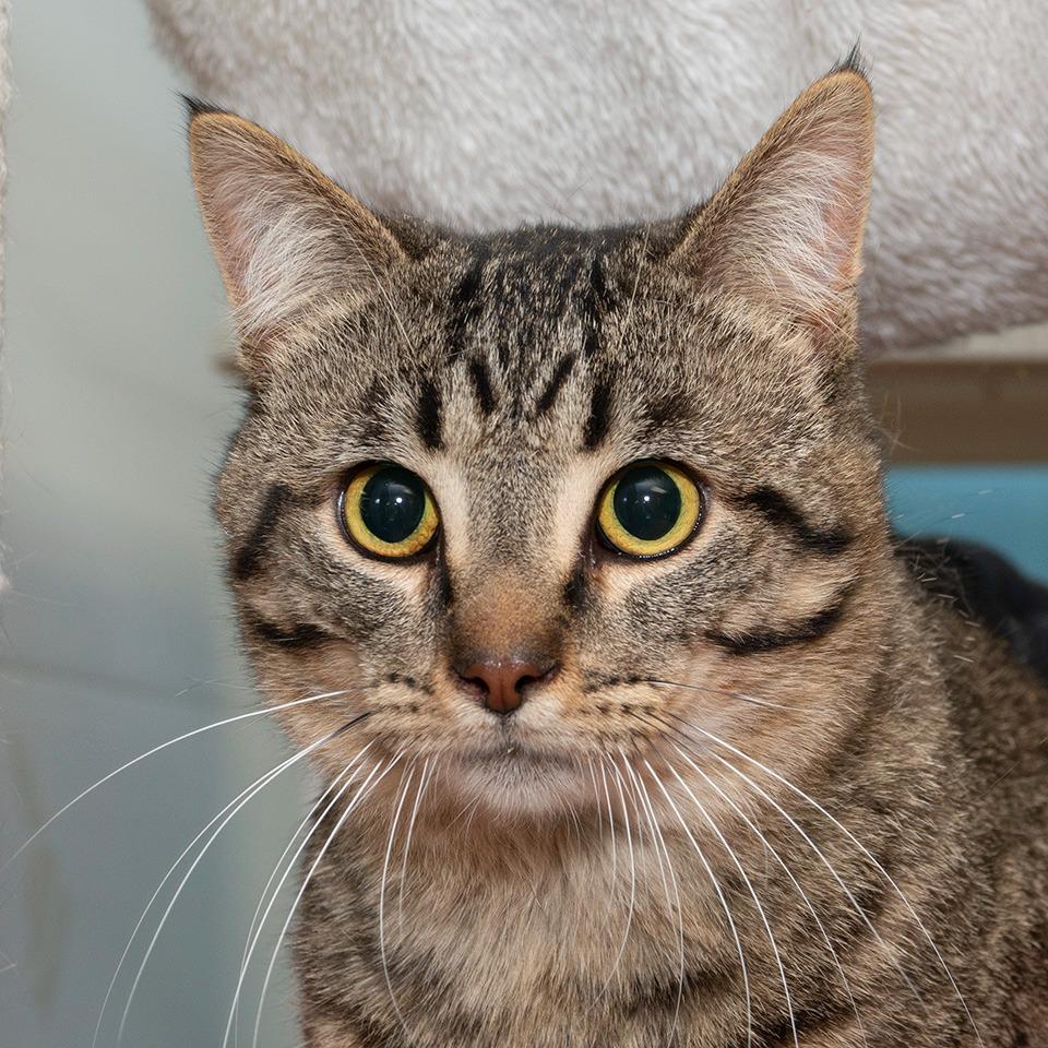 Enlarge Jerry, a Adoptable Domestic Short Hair in Troy, OH image 2/2