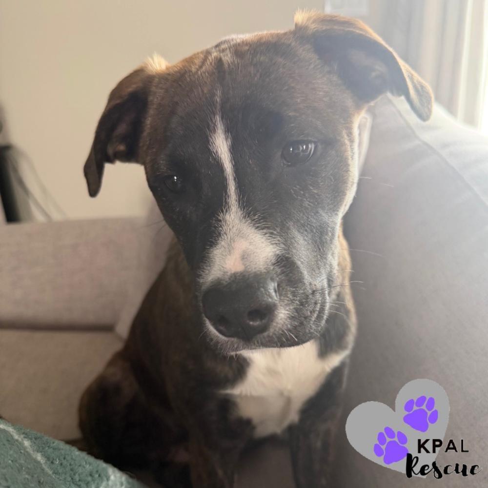 Enlarge Badge - Cops & Robbers Litter, a Adoptable mixed breed in Kenai, AK image 1/6