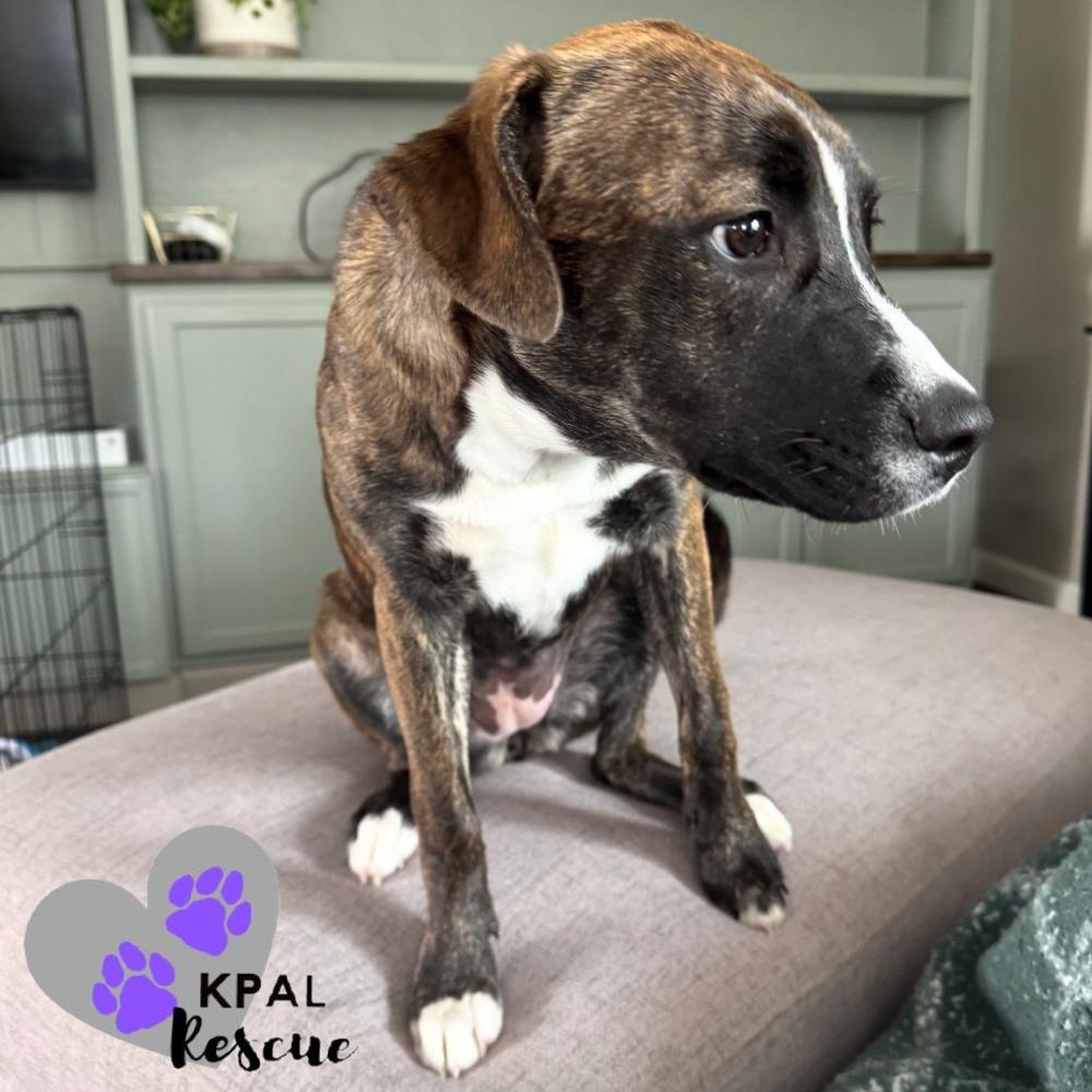 Enlarge Badge - Cops & Robbers Litter, a Adoptable mixed breed in Kenai, AK image 2/6