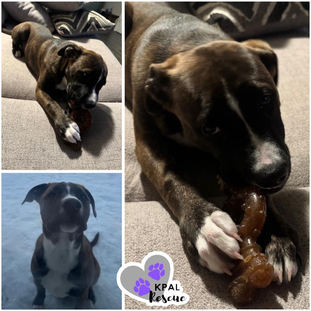 Enlarge Badge - Cops & Robbers Litter, a Adoptable mixed breed in Kenai, AK image 1/5