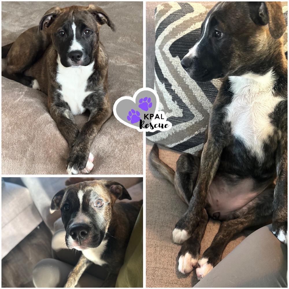 Enlarge Badge - Cops & Robbers Litter, a Adoptable mixed breed in Kenai, AK image 2/5