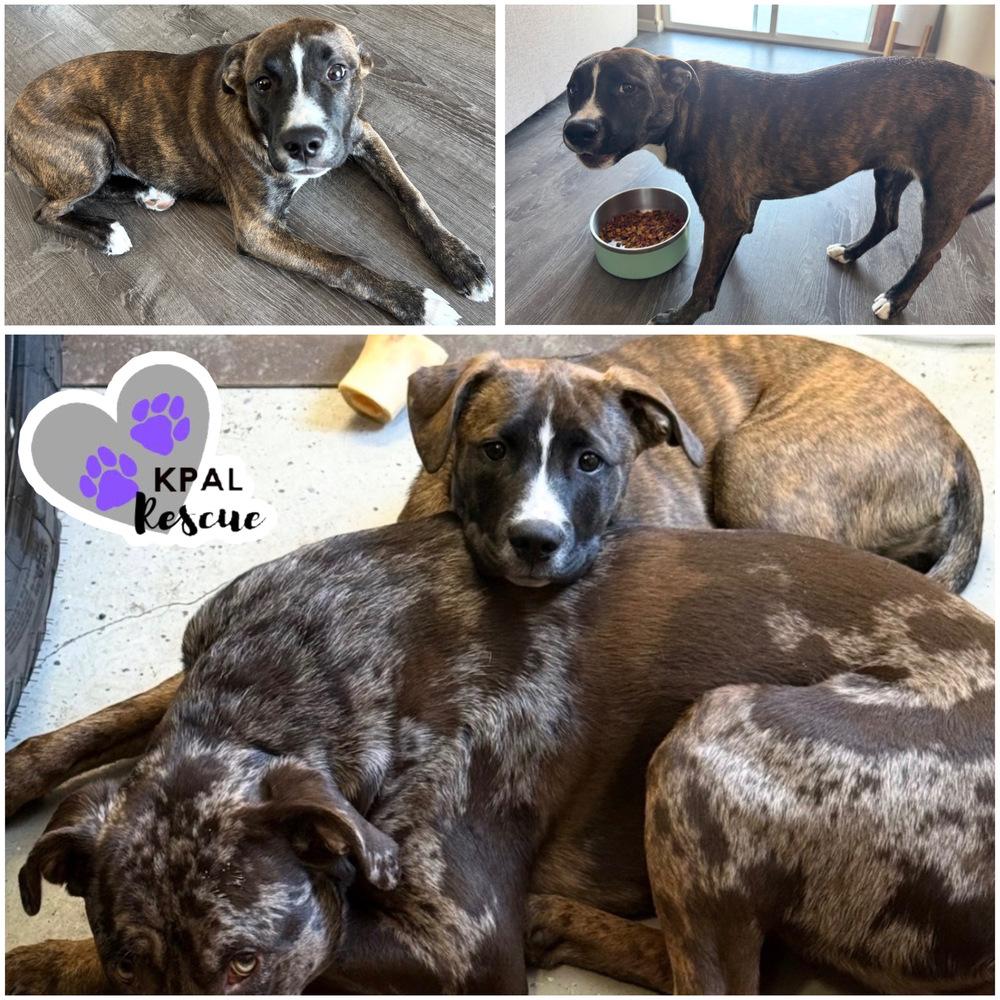 Enlarge Badge - Cops & Robbers Litter, a Adoptable mixed breed in Kenai, AK image 3/5