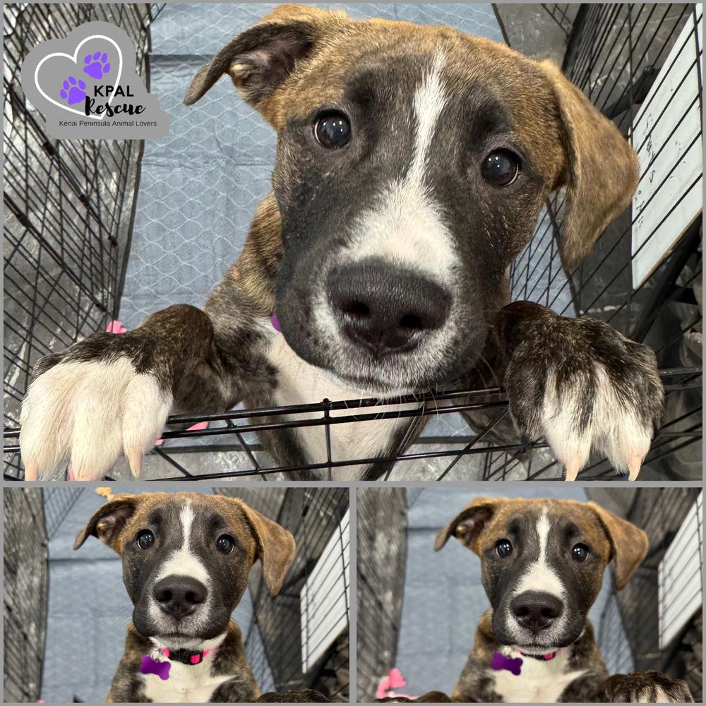 Enlarge Badge - Cops & Robbers Litter, a Adoptable mixed breed in Kenai, AK image 4/5