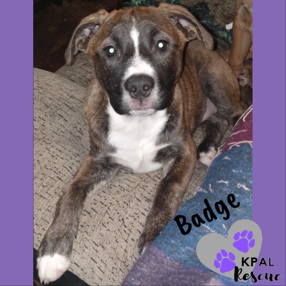 Enlarge Badge - Cops & Robbers Litter, a Adoptable mixed breed in Kenai, AK image 5/5