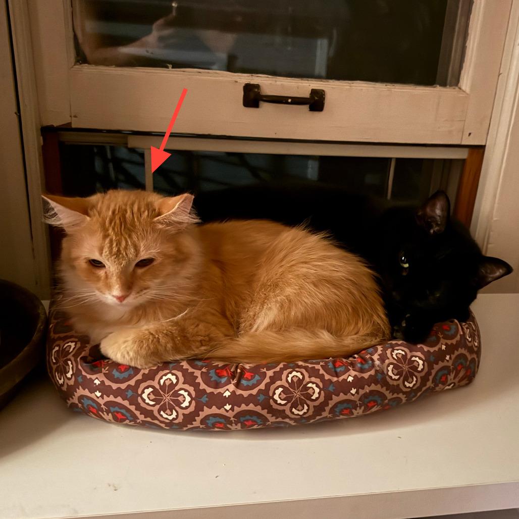 Kim Chee, Adoptable, Young Female Domestic Short Hair.