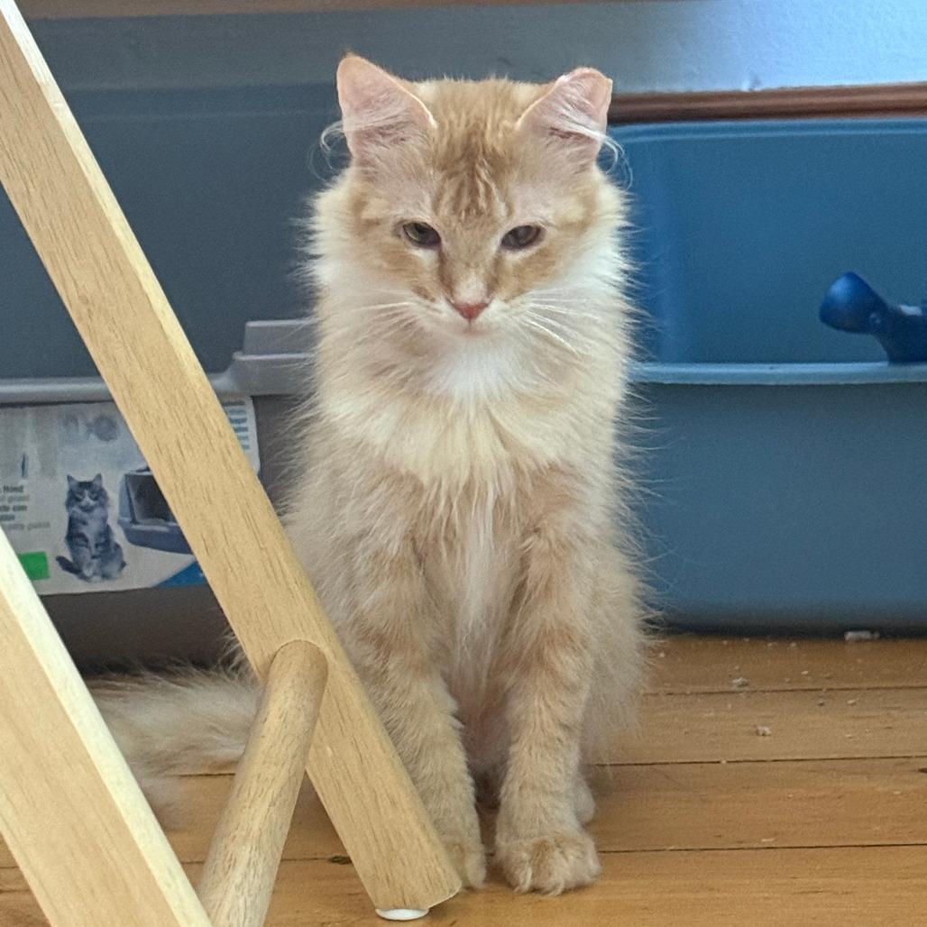 Enlarge Kim Chee, a Adoptable Domestic Short Hair in Middleton, WI image 2/3