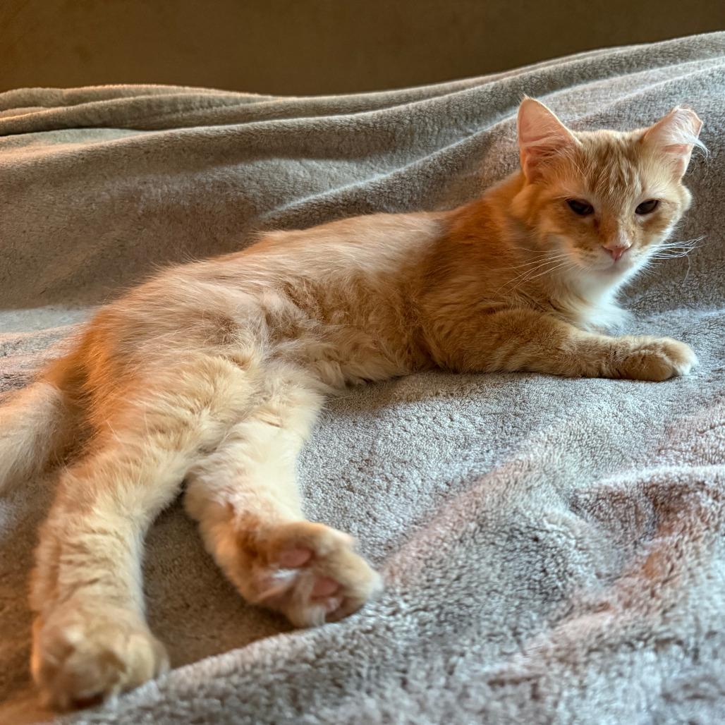 Enlarge Kim Chee, a Adoptable Domestic Short Hair in Middleton, WI image 3/3