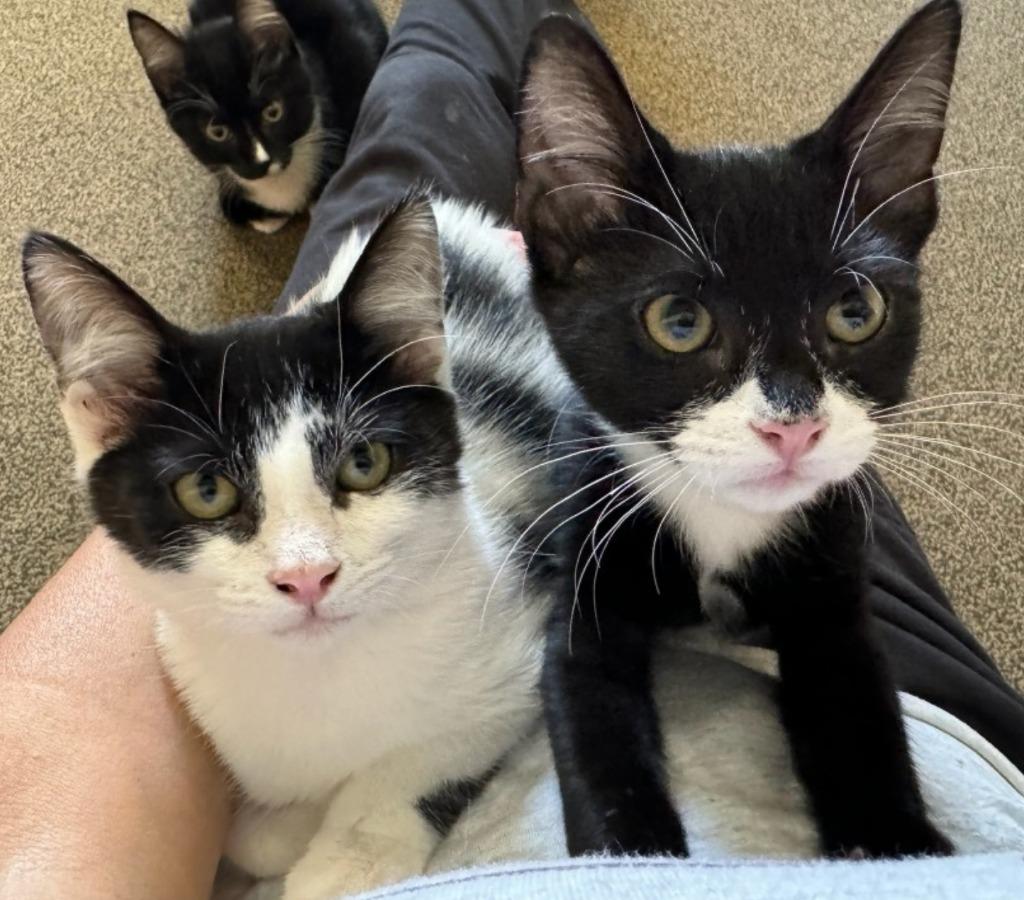 Robin, Adoptable, Young Male Domestic Short Hair.