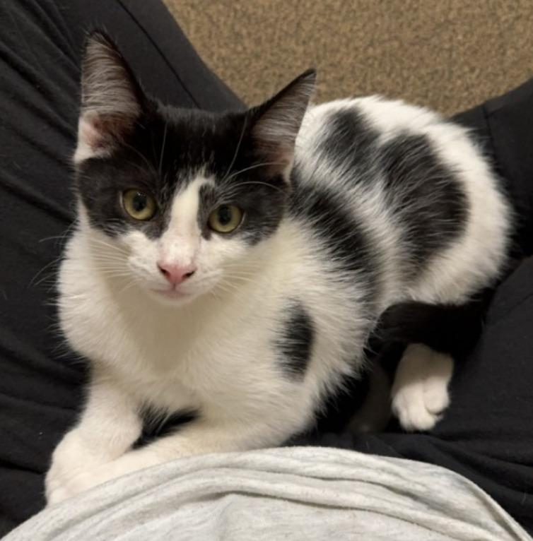 Enlarge Robin, a Adoptable mixed breed in Pitman, NJ image 4/4