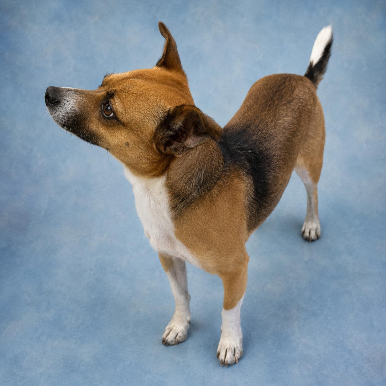 Johnny, a Adoptable mixed breed in Long Beach, WA image 3/3