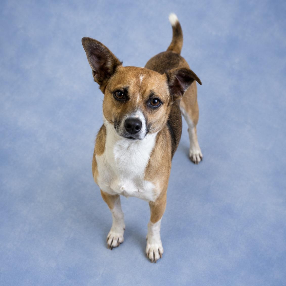 Johnny, Adoptable, Adult Male Corgi.