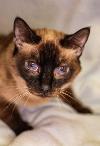 Enlarge Burrito, a Adoptable mixed breed in Dothan, AL image 1/1