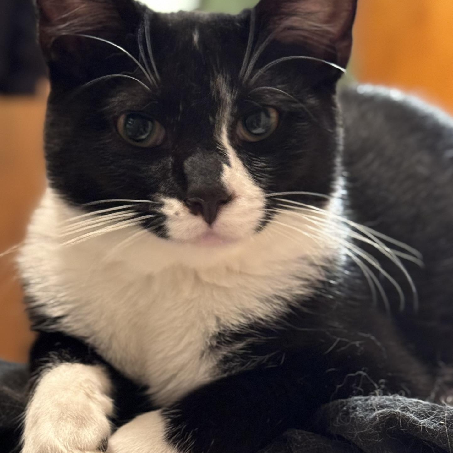 AJ Jr, Adoptable, Young Male Domestic Short Hair.