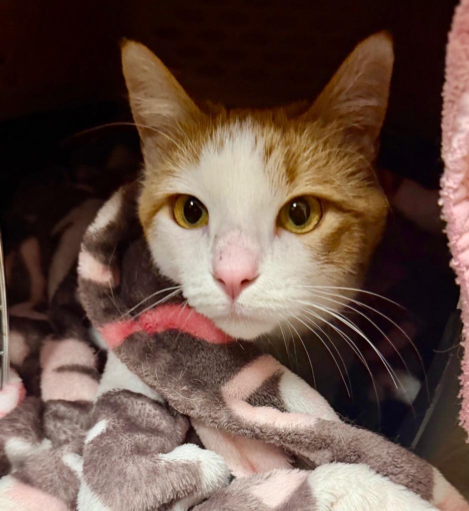 Enlarge Atticus-Pending Adoption / Thatcher-Pending Adoption, a Adoptable mixed breed in Minneapolis, MN image 2/4