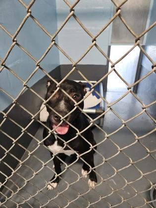 Enlarge Rocket - 3, a Adoptable mixed breed in Daytona Beach, FL image 1/2