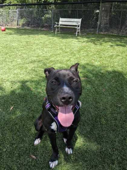 Enlarge Rocket - 3, a Adoptable mixed breed in Daytona Beach, FL image 2/2