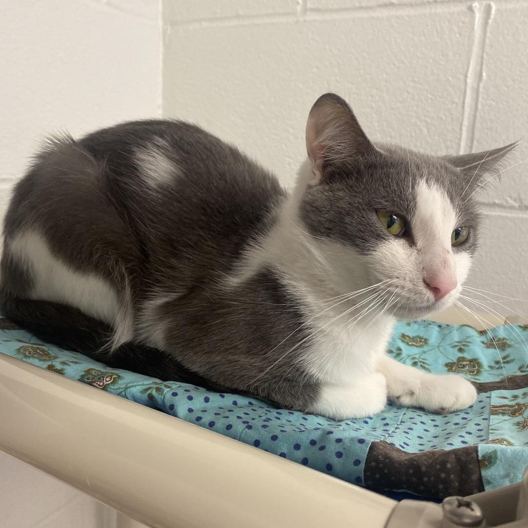 Enlarge Grasshopper, a Adoptable Domestic Short Hair in Dayton, OH image 1/6