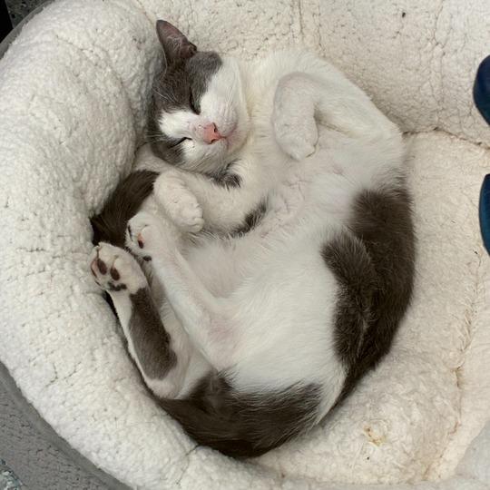 Enlarge Grasshopper, a Adoptable Domestic Short Hair in Dayton, OH image 2/6