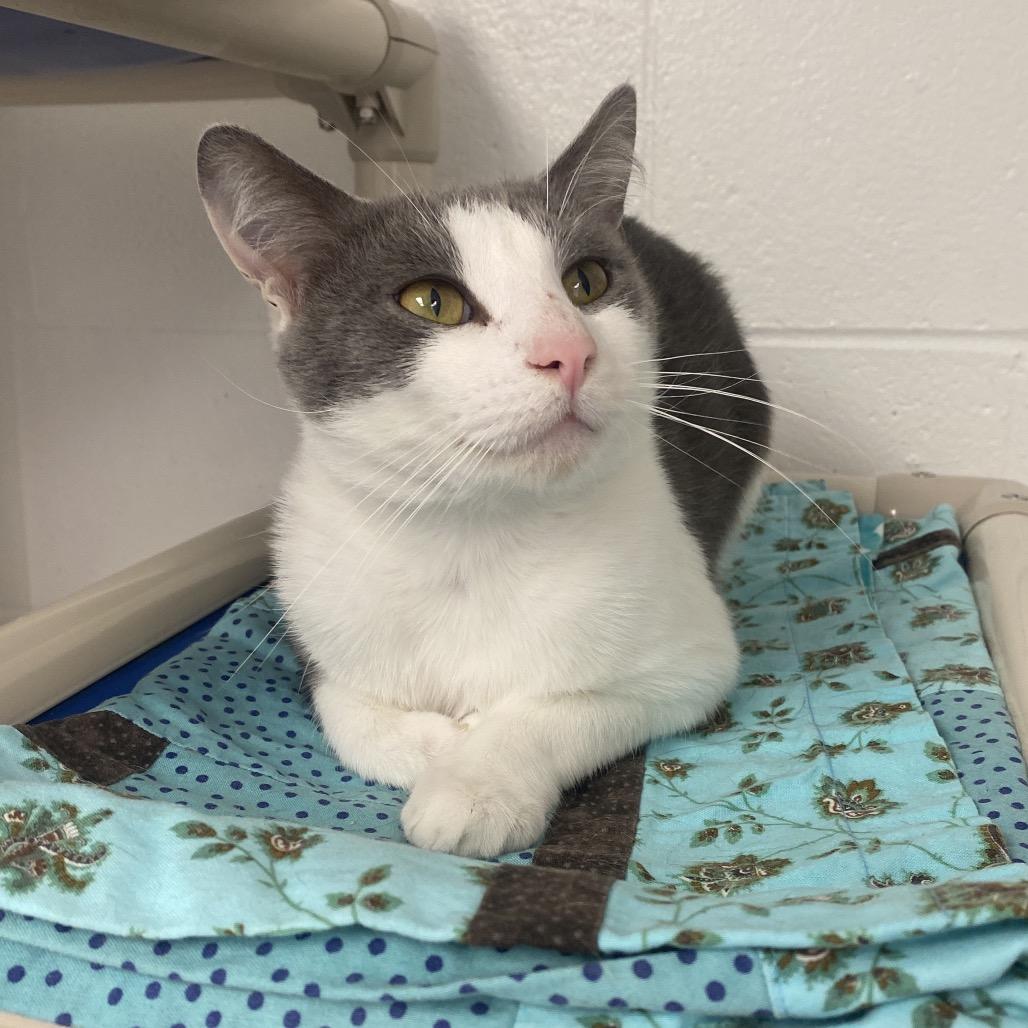 Enlarge Grasshopper, a Adoptable Domestic Short Hair in Dayton, OH image 3/6
