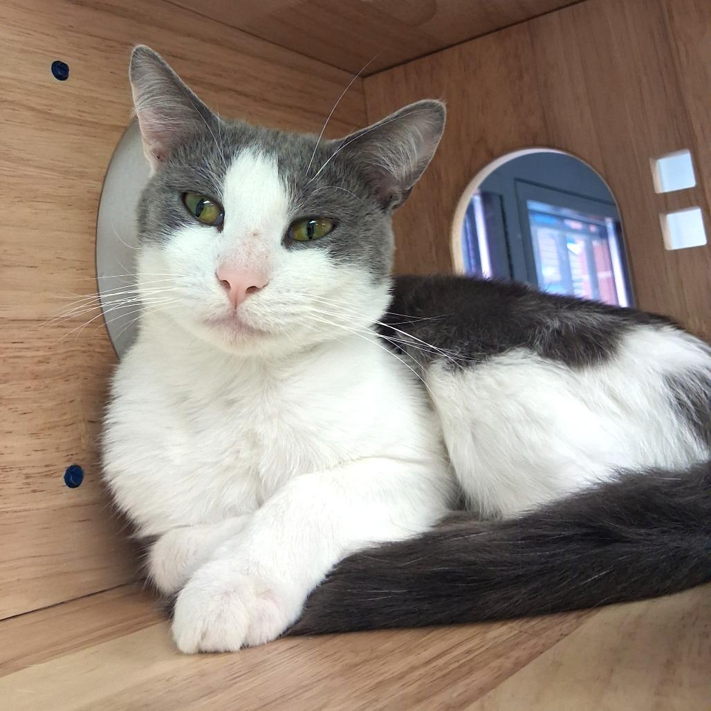 Enlarge Grasshopper, a Adoptable Domestic Short Hair in Dayton, OH image 4/6